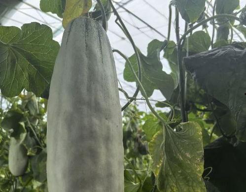 吃免费的瓜,共享甜蜜,品味生活 第2张 吃免费的瓜,共享甜蜜,品味生活 第2张